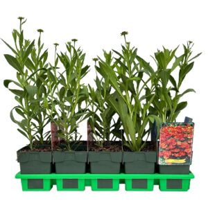 Helenium bigelovii The Bishop Moerheim Beauty' P11
(10 Plants/Order)(11cmP 25cmH)