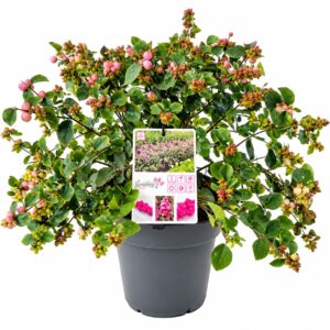 Symphoricarpos Symphoricarpos 'Symphony Rumble' 40-60C5
(1 Plants/Order)(22cmP 60cmH)