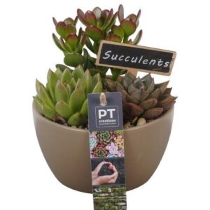 Succulenten PTSU8444 Arrangement in Ceramics schaaltje
(6 Plants/Order)(14cmP 18cmH)