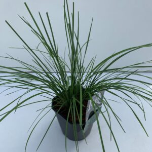 Deschampsia cespitosa Goldtau
(6 Plants/Order)(17cmP 30cmH)