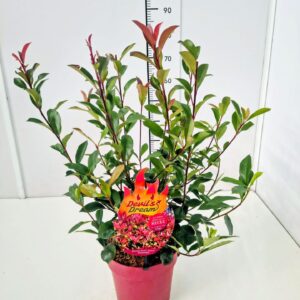 Photinia fraseri Photinia fras. 'Devil's Dream' 50-60C6 Red container
(1 Plants/Order)(24cmP 80cmH)