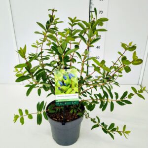 Lonicera Lonicera kam. 'Eisbär' PBR 40-50C5
(1 Plants/Order)(22cmP 50cmH)
