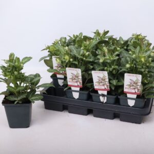 Helleborus lividus Purple Price Ear' 9 cm
(12 Plants/Order)(9cmP 15cmH)