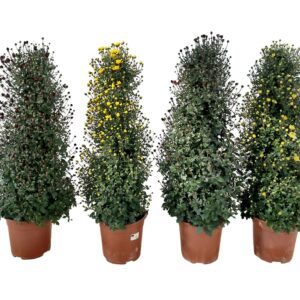 Chrysanthemum Indicum pyramid
(1 Plants/Order)(21cmP 70cmH)