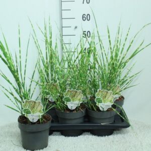 Miscanthus sinensis Strictus
(6 Plants/Order)(17cmP 60cmH)