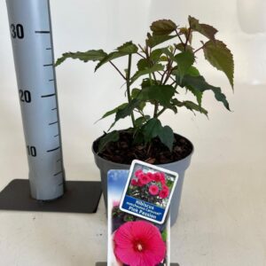 Hibiscus Carousel Pink Passion ('Tahi16'PBR)
(1 Plants/Order)(17cmP 30cmH)