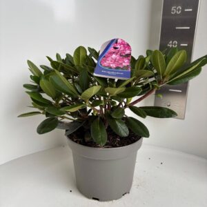 Rhododendron Yakushimanum Blurettia'
(1 Plants/Order)(23cmP 35cmH)