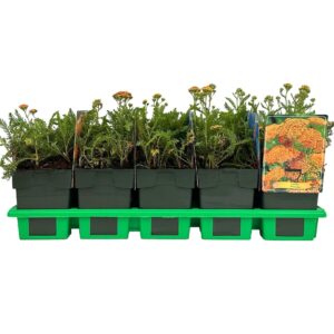 Achillea millefolium Terracotta' P11 
(10 Plants/Order)(11cmP 25cmH)