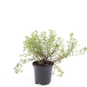 Potentilla Tangerine f.
(8 Plants/Order)(14cmP 25cmH)