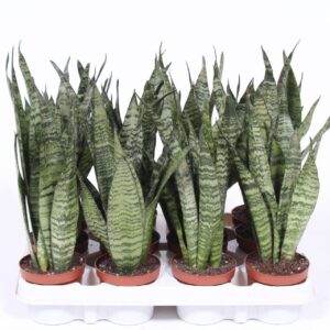 Sansevieria zeylanica
(12 Plants/Order)(9cmP 30cmH)