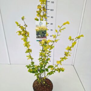 Ulmus Wredei Ulmus carpinifolia 'Wredei' 60-80C5 
(1 Plants/Order)(23cmP 80cmH)