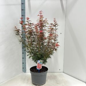 Acer palmatum Jerre Schwartz
(1 Plants/Order)(29cmP 120cmH)