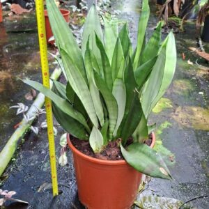 Sansevieria Moonshine
(1 Plants/Order)(30cmP 70cmH)