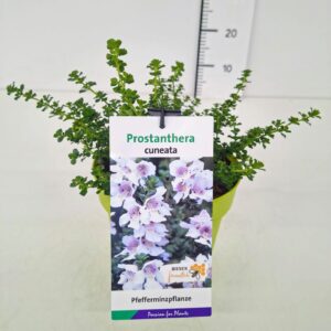 Prostanthera cuneata Prostanthera cuneata 20-30C2
(1 Plants/Order)(17cmP 40cmH)
