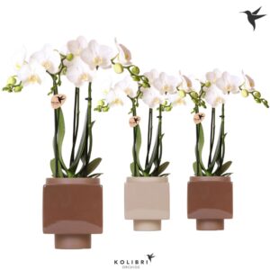 Phalaenopsis Multiflora white 3 spike in Cube Pot brown mix
(6 Plants/Order)(9cmP 40cmH)