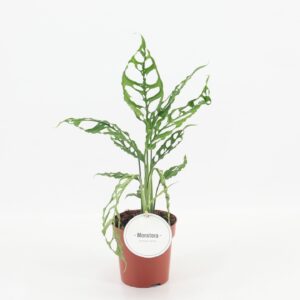 Monstera Obliqua Peru
(8 Plants/Order)(12cmP 35cmH)