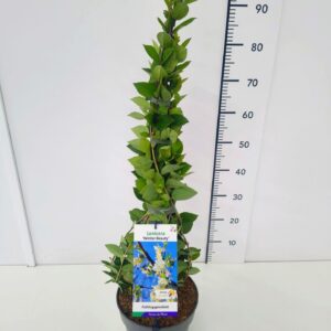 Lonicera Winter Beauty Lonicera pur. 'Winter Beauty' 60-80C5
(1 Plants/Order)(23cmP 80cmH)