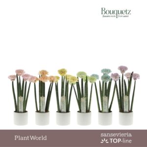 Sansevieria Cylindrica Sansevieria TOP-line Bouquetz Pastel mix in Dots Ceramics P8,5
(6 Plants/Order)(8.5cmP 35cmH)