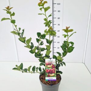 Crataegus monogyna Crataegus crus-galli 50-60C7 
(1 Plants/Order)(25cmP 70cmH)
