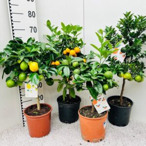 Citrus Mixed 2-3 Var. on stem
(1 Plants/Order)(19cmP 65cmH)