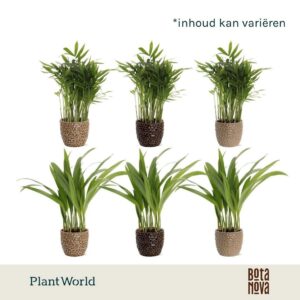 Indoor plants palms mix in Lizzy Ceramics
(12 Plants/Order)(7cmP 15cmH)