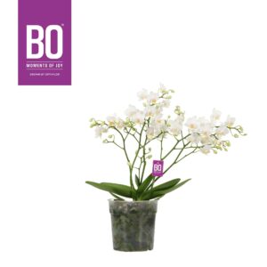 Phalaenopsis Multiflora Willd P12 BO White 3+ spike
(6 Plants/Order)(12cmP 45cmH)