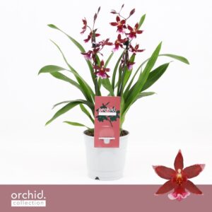 Cambria Barrocco Red Barrocco Red, 2-spike Compact 'Orchid Collection'
(10 Plants/Order)(12cmP 40cmH)