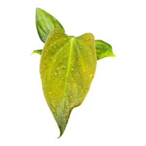 Anthurium Leaf Portillae 
(2 Plants/Order)(7cmP 15cmH)