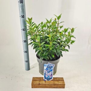 Viburnum Anvi tinus Spirit
(1 Plants/Order)(23cmP 45cmH)