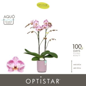 Phalaenopsis other Optistar Sorano 2 spike in Molise Lilac Aquo
(6 Plants/Order)(12cmP 60cmH)