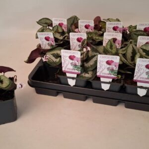 Cyclamen coum Cyclamen coum marbled leaf white 9 cm
(12 Plants/Order)(9cmP 10cmH)