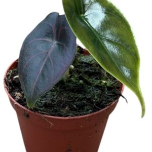 Alocasia Alocasia Azlanii
(14 Plants/Order)(8cmP 12cmH)