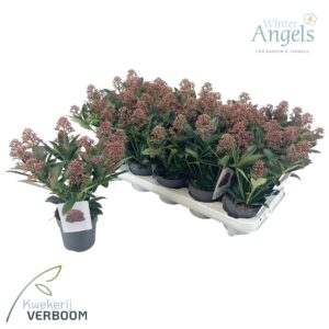 Skimmia japonica Rubella p10 7+
(15 Plants/Order)(10cmP 30cmH)
