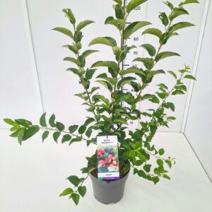 Malus Red Sentinel Malus 'Red Sentinel' 80-100C7
(1 Plants/Order)(25cmP 100cmH)