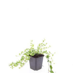 Vinca minor Atropurpurea
(12 Plants/Order)(9cmP 15cmH)