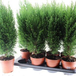 Chamaecyparis law. 'Ellwoodii
(8 Plants/Order)(13cmP 50cmH)