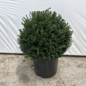 Taxus baccata --bol/kogel rond 40 cm
(1 Plants/Order)(32cmP 45cmH)