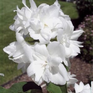 Philadelphus Philadelphus 'Snowgoose' PBR 50-60C5
(1 Plants/Order)(22cmP 60cmH)