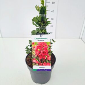 Chaenomeles x superba Red Trail Chaenomeles sup. 'Red Trail' 40-50C5
(1 Plants/Order)(22cmP 50cmH)