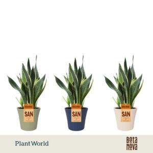 Sansevieria Futura Superba in Pot Coco collectie Top Blend
(6 Plants/Order)(14cmP 40cmH)