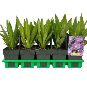 Stokesia laevis Blue Star' P11
(10 Plants/Order)(11cmP 25cmH)