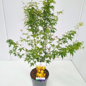 Acer palmatum Acer palm. 'Katsura' 80-100C7
(1 Plants/Order)(25cmP 100cmH)