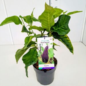 Magnolia Magnolia 'Black Beauty' 50-60C5
(1 Plants/Order)(22cmP 60cmH)