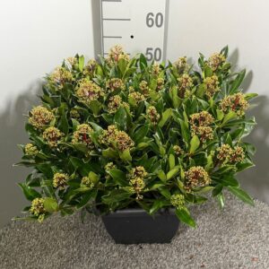 Skimmia Rubesta Cuba japonica 4kante Pot
(1 Plants/Order)(26cmP 60cmH)