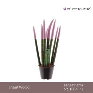 Sansevieria Cylindrica VELVET TOUCHZ® Pastel purple
(12 Plants/Order)(8.5cmP 30cmH)