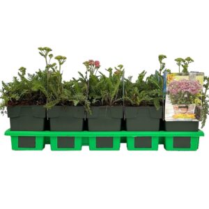 Achillea millefolium 'Milly Rock Pink' P11 
(10 Plants/Order)(11cmP 25cmH)