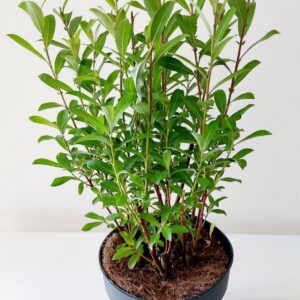Salix gracilistyla Mt. Aso Mount bush p19
(1 Plants/Order)(19cmP 40cmH)