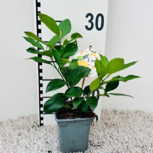 Citrus 'Meyer' Lemon ''Grow at Home''(no fruits)
(6 Plants/Order)(9cmP 20cmH)