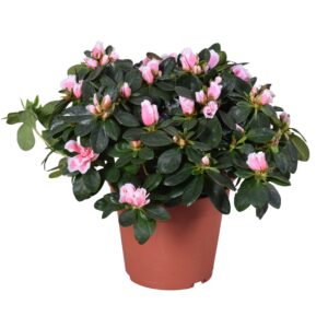 Rhododendron Inga Azalea Vogel 'Inga' bicolor pink 14cm
(6 Plants/Order)(14cmP 30cmH)