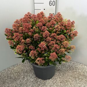 Skimmia Rubesta Jos japonica
(1 Plants/Order)(27cmP 60cmH)
